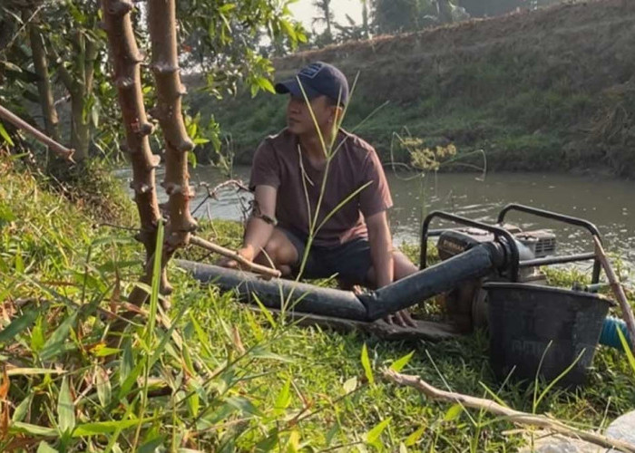 Derita Petani OKU Timur Saat Kemarau: Antara Pilih Gagal Panen atau Biaya BBM yang Melambung