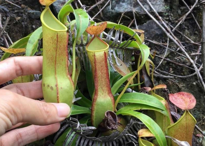 Kantong Semar, Tanaman Unik Pemakan Serangga yang Sangat Langka