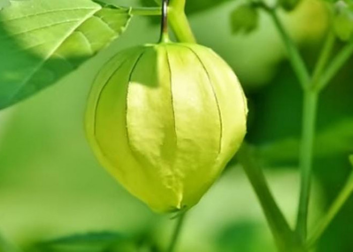 Berikut Fakta Menarik Tanaman Ciplukan yang Bermanfaat Untuk Kesehatan Jantung