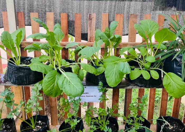 10 Tanaman Toga Ini Cocok Untuk di Rumah Solusi Sehat dan Alami untuk Keluarga