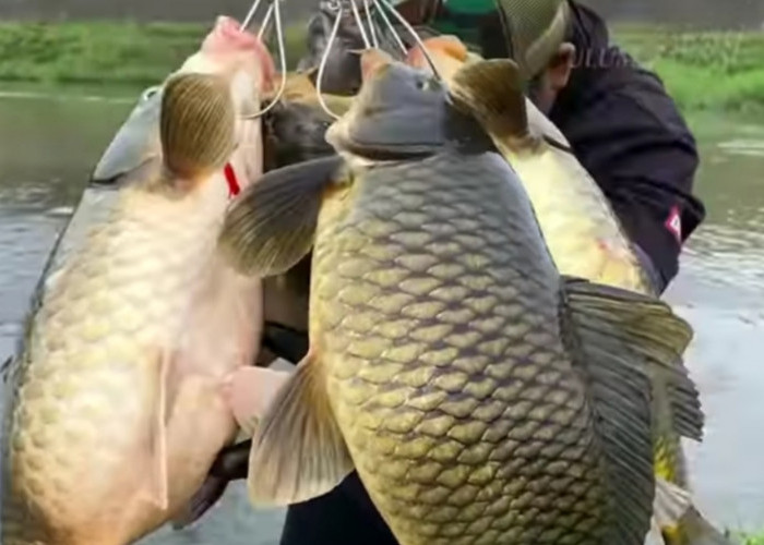 4 Jenis Umpan Anti Boncos Untuk Mancing Ikan Mas, Racikan dan Alami