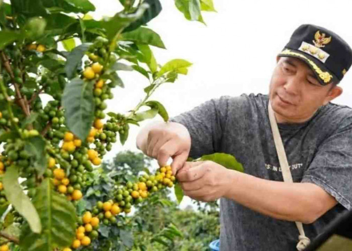 Kopi Pagar Alam Tembus Barcelona dan 20 Besar KKSI 2026, Raden Kuning Siap Mendunia