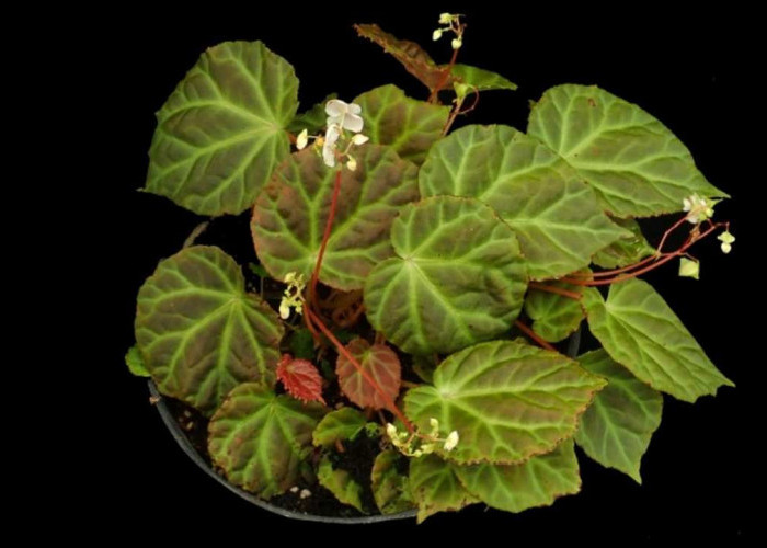 Mau Tanaman Hias Cantik Tapi Anti Ribet? Begonia Solusinya!