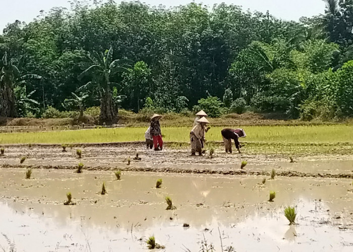 OKUT Lumbung Pangan Provinsi, Kok Hasil Gabah 3 Tahun Malah Anjlok 