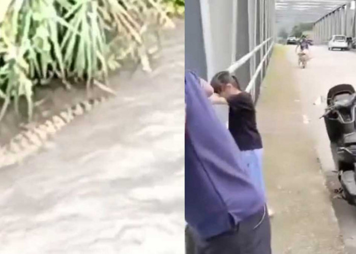 Geger di Tepian Sungai Lematang! Buaya 3 Meter Muncul Dekat Jembatan Lematang II