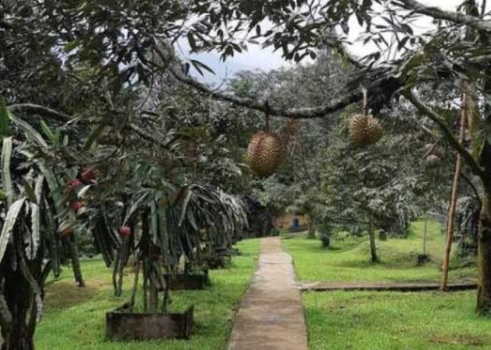7 Rekomendasi Destinasi Wisata Libur Nataru di Jember, Salah Satunya Berwisata Sambil Petik Durian