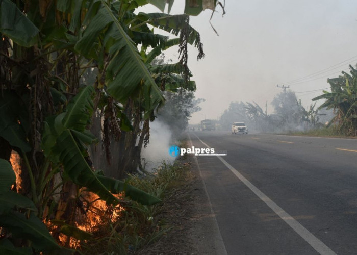 Asap Karhutla di Sumatera Selatan Mulai Mengganggu, Penderita ISPA di Palembang Capai 12.286 Jiwa