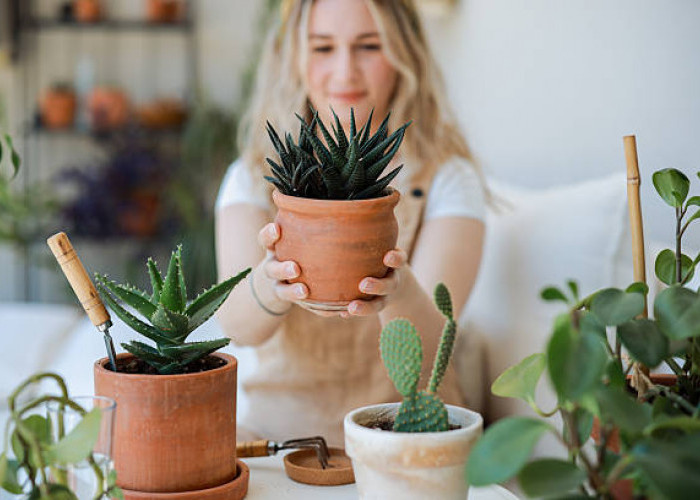 4 Tanaman Hias Pembawa Keberuntungan, Nomor 1 Sumber Keuangan