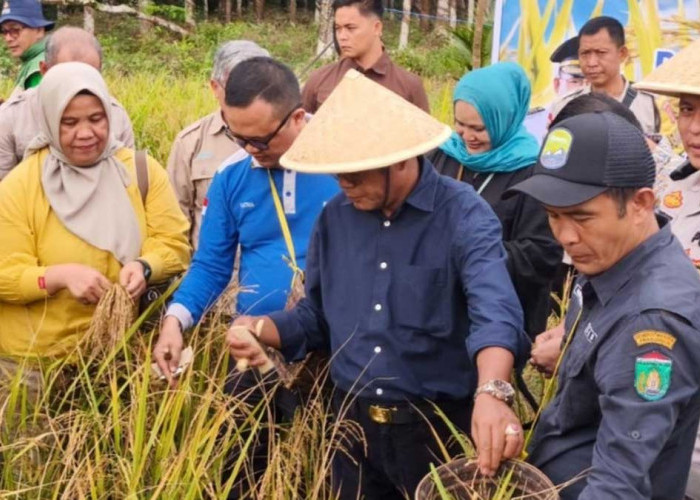 Strategi H Arlan Dongkrak Pendapatan Petani Melalui Budidaya Padi Gogo di Karya Mulya