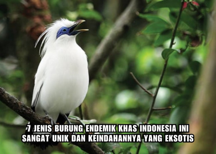 7 Jenis Burung Endemik Khas Indonesia, Populasinya Hampir Punah, Unik dan Eksotis!