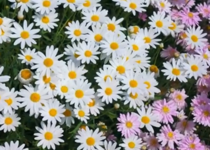 5 Fakta Menarik Bunga Daisy, ternyata Kaya Vitamin C