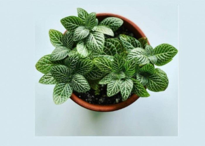 8 Tanaman Hias di Meja Kerja yang Bikin Kantor Adem, Nomor 3 Gak Pernah Mati!