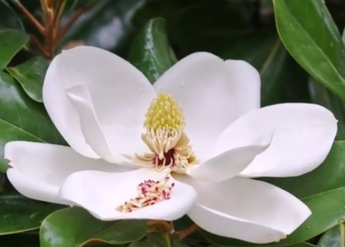 Fakta Menarik Bunga Magnolia: Ditemukan Sejak 20 Juta Tahun Lalu dan 147 Spesiesnya Terancam Punah