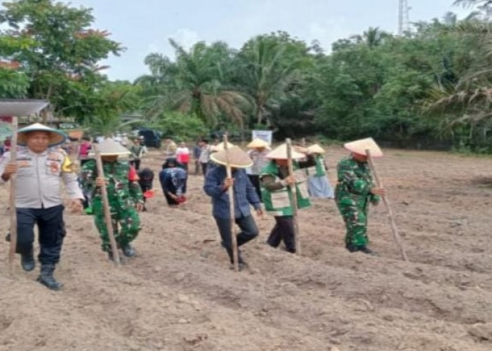 Dukung Ketahanan Pangan Nasional, Danramil Bayung Lencir Tanam Jagung Serentak Kuartal Pertama