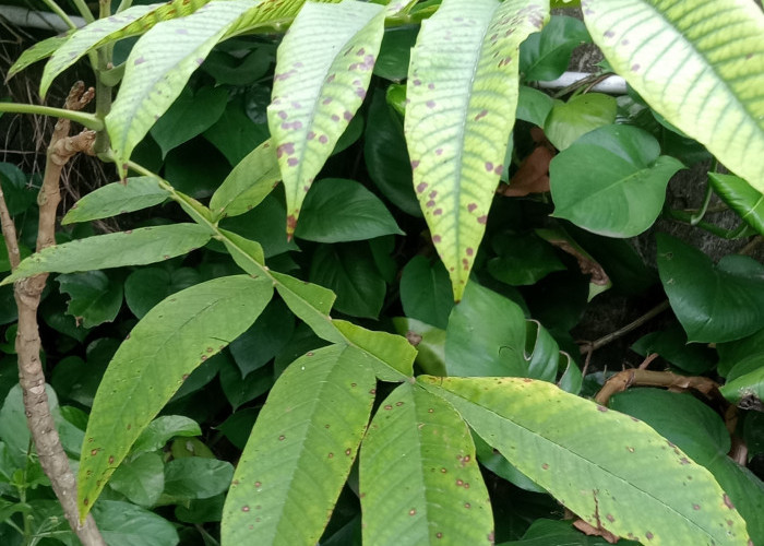 Pahit Pahit Manjur! Ini 7 Manfaat Daun Sungkai bagi Kesehatan yang Sayang untuk Dilewatkan