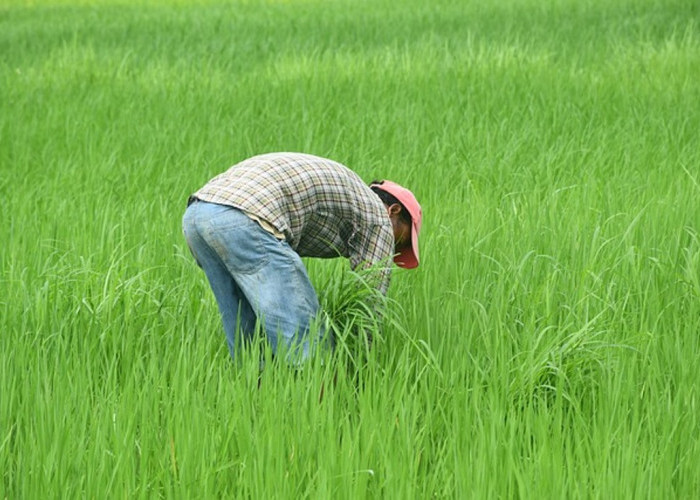 KEREN! Petani Milenial Akan Digaji Rp10 Juta, DPR RI Bilang Begini