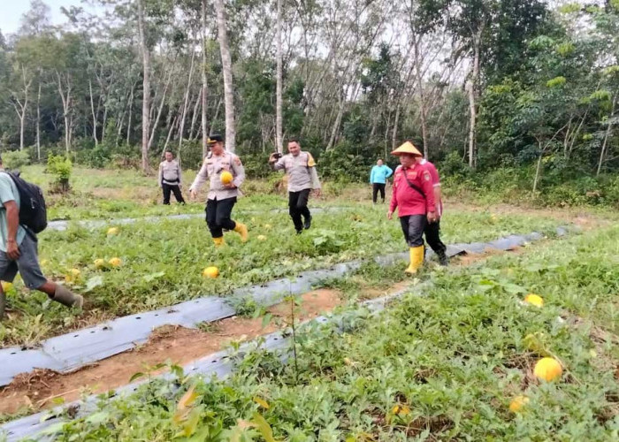 Sulap Lahan Sawit Jadi Kebun Melon, Desa Kemang Tanduk Sukses Panen Raya