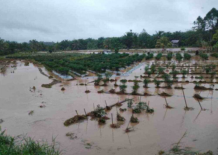 Sungai Lingsing Lahat Meluap, Petani 5 Desa Panen Padi Lebih Awal, Ini Penyebabnya