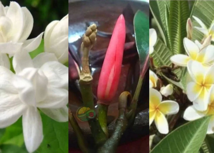 Misteri di Balik Keindahan 5 Tanaman Hias Bunga yang Dipercaya Mengundang Makhluk Gaib, Benarkah?