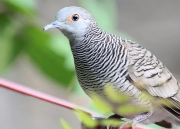 Rezeki dan Hoki Tanpa Henti, 3 Jenis Burung Perkutut Ini Wajib Dipelihara