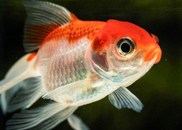 Penghobi Ikan Wajib Tahu, Ini 5 Cara Merawat Ikan Mas Koki 