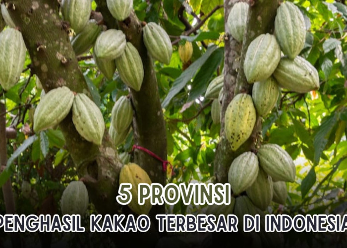 5 Provinsi Penghasil Kakao Terbesar di Indonesia! Sulawesi Mendominasi, Ini Deretan Daerah Penghasilnya!