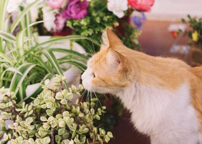 Meski Tampilannya Cantik, Ternyata 5 Tanaman Hias Ini Berbahaya Bagi Kucing, Bisa Sebabkan Kematian!