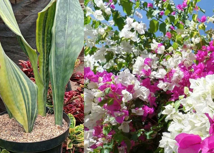 Daftar 10 Tanaman Hias Outdoor Terbaik yang Kuat Sinar Matahari, Ada Favorit Kamu?