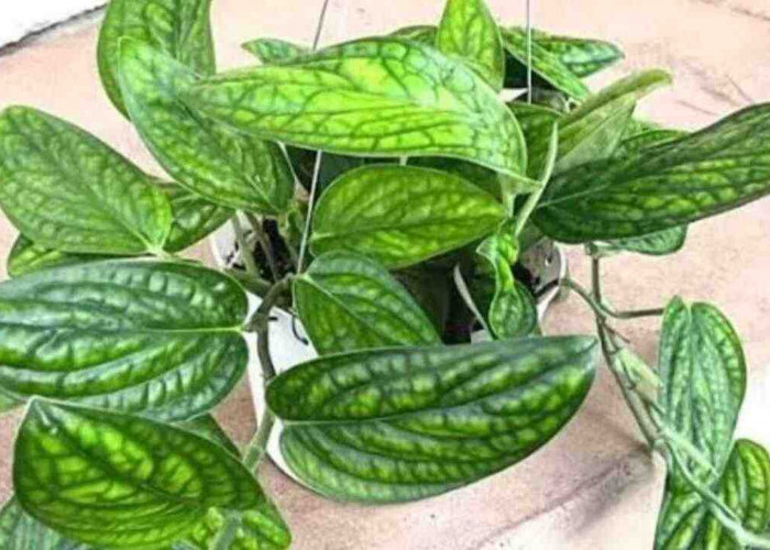 Punya Meja Kosong? Monstera Peru Bisa Jadi Dekorasi Hits dan Segar Sekaligus!
