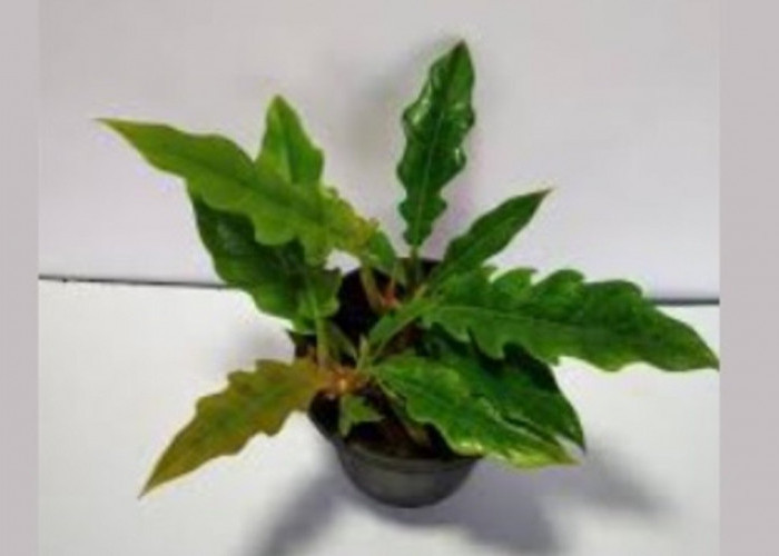 Pecinta Tanaman Wajib Punya! Philodendron Crocodile Bisa Hidup Tanpa Ribet