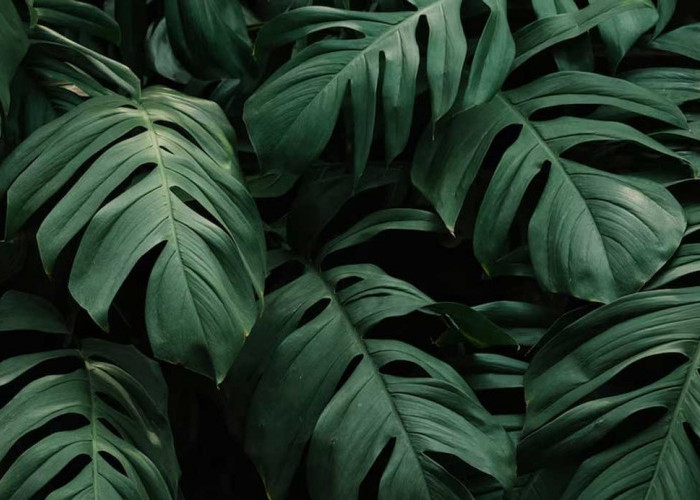 Dari Media Air ke Tanah! Ini 7 Cara Efektif Pindahkan Philodendron Monstera untuk Pertumbuhan yang Lebih Baik