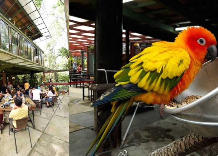 12 Menit dari Terminal Dago Bandung, Rasakan Sensasi Makan di Sarang Burung Ala Resto