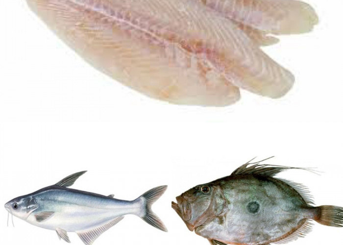 Benarkan Ikan Dori adalah Ikan Patin? CEK FAKTANYA