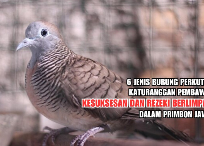 6 Jenis Burung Perkutut Katuranggan Pembawa Kesuksesan dan Rezeki Berlimpah dalam Primbon Jawa, Ini Cirinya