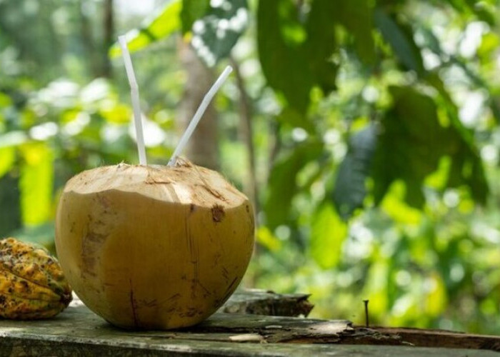 Ini Dia 5 Khasiat buah Kelapa untuk Kehamilan, Dijamin Bikin Janin Sehat