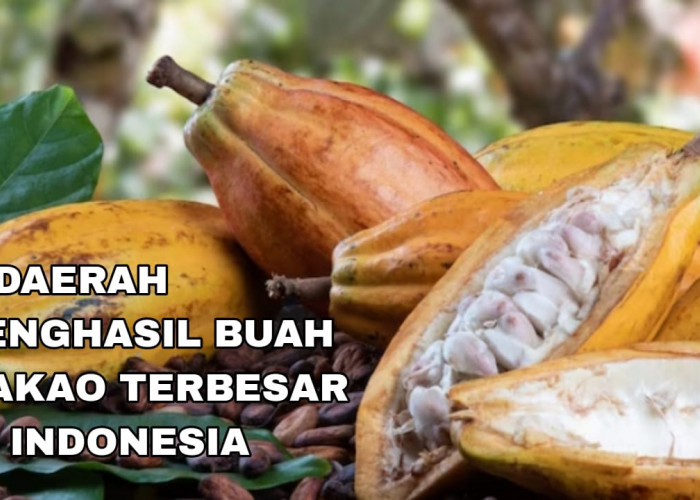 Kenikmatan Cokelat Indonesia Ternyata Berasal dari Biji Kakao di Provinsi Ini, Daerah Mana Saja?