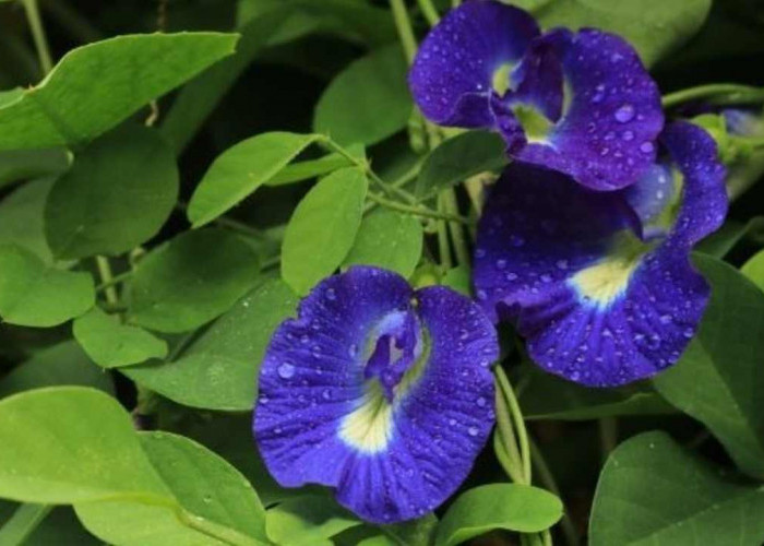 Sering Jadi Pewarna Minuman, Bunga Telang Ternyata Kaya Manfaat Kesehatan