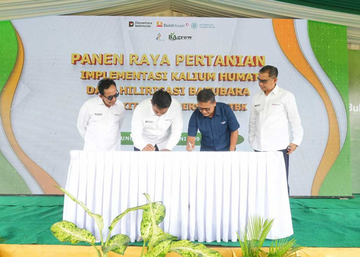 Panen Melimpah! Berkat Inovasi Batubara PTBA, Hasil Padi di Muara Enim Naik Hingga 1 Ton per Hektar