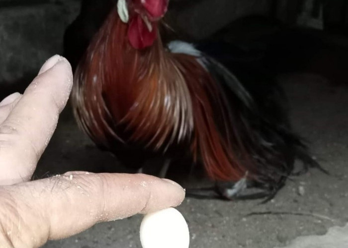 Kejadian Langka! Ayam Jantan Bertelur, Kok Bisa? Ternyata Ini Khasiat Telurnya