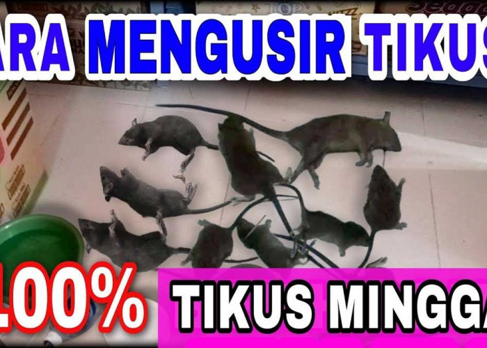 15 Cara Ampuh Mengusir Tikus dari Rumah, Coba Lakukan Hal Ini