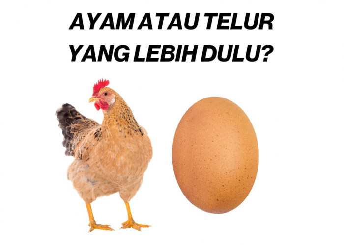 Coba Tebak, Ayam atau Telur yang lebih Dulu? Ini Jawaban Cerdas Abu Nawas! 