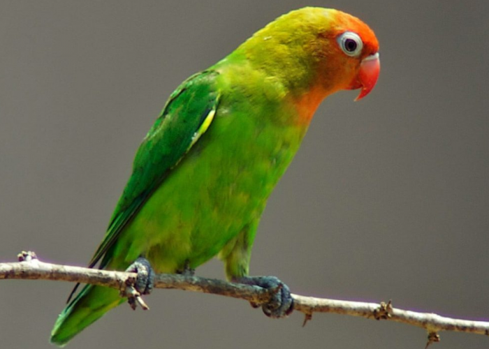 6 Jenis Burung Lovebird Termahal, Ada yang Kamu Punya?