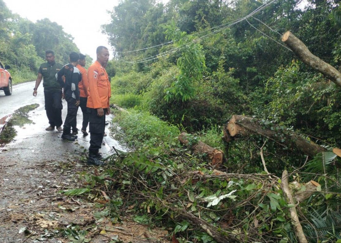 Dampak Cuaca Ekstrim BPBD Muba Evakuasi Pohon Tumbang