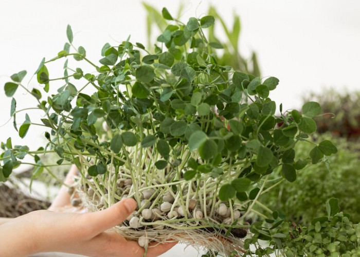 5 Tanaman Herbal Indoor yang Bisa Tumbuh Subur Meski Minim Cahaya Matahari, Bisa Kurangi Stress