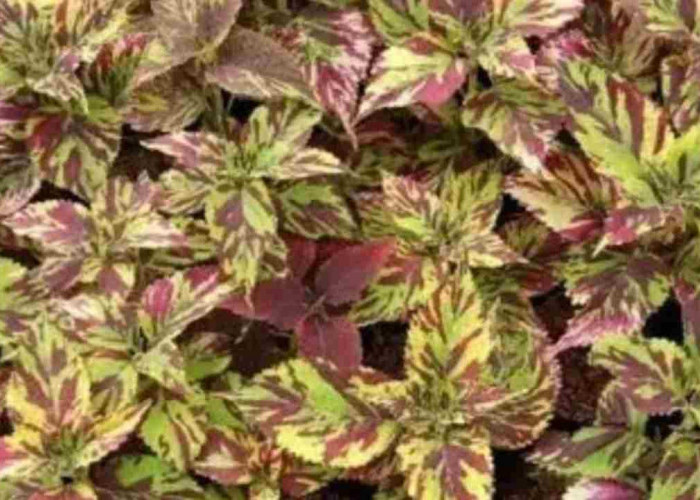 Tanaman Hias Cantik Ini Bisa Bikin Tubuh Lebih Sehat, Kamu Wajib Tahu!