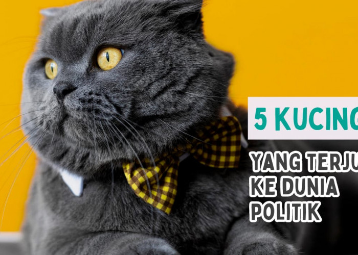 5 Kucing Unik di Dunia, Terjun ke Dunia Politik Hingga Miliki Jabatan Walikota, Penasaran?