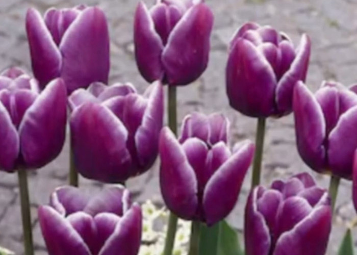 5 Jenis Bunga yang Memberikan Kesan Romantis, Anda Pilih yang Mana untuk Sang Pujaan Hati?