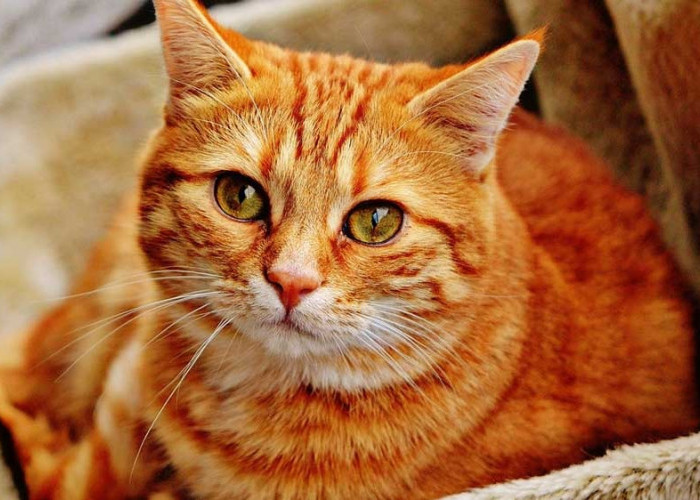 7 Ras Kucing Paling Penurut dan Cerdas, Mudah Dijinakkan Cocok Jadi Peliharaan  