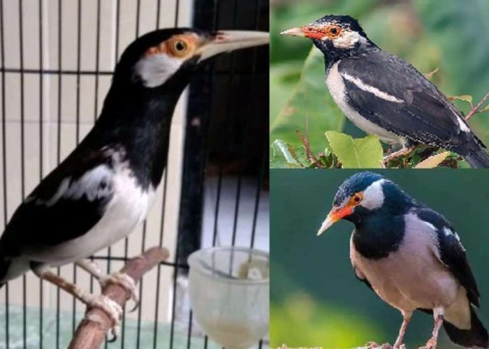 Lindungi Rumahmu dari Tamu Asing, Pelihara Burung Ini Ya