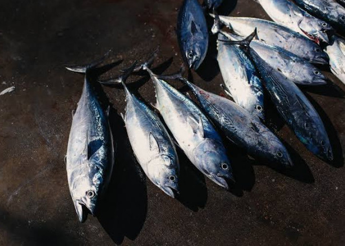 Deretan Provinsi Penghasil Ikan Cakalang Terbanyak di Indonesia, Sulawesi Mendominasi
